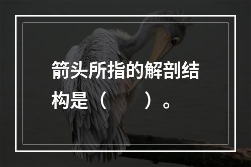 箭头所指的解剖结构是（　　）。