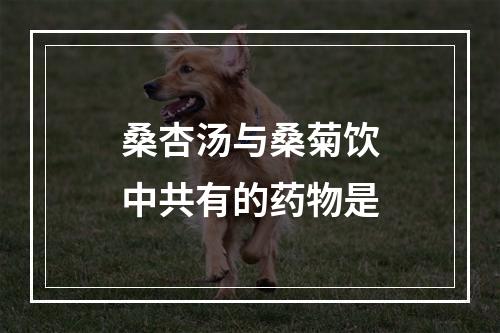 桑杏汤与桑菊饮中共有的药物是