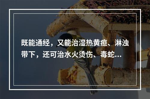 既能通经，又能治湿热黄疸、淋浊带下，还可治水火烫伤、毒蛇咬伤