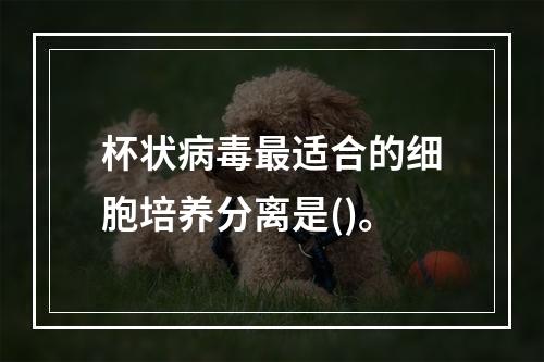 杯状病毒最适合的细胞培养分离是()。