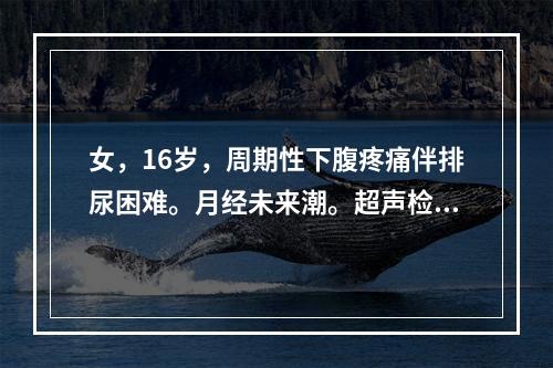 女，16岁，周期性下腹疼痛伴排尿困难。月经未来潮。超声检查