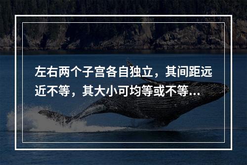 左右两个子宫各自独立，其间距远近不等，其大小可均等或不等，该