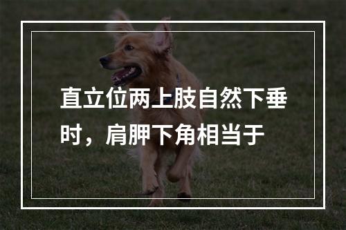 直立位两上肢自然下垂时，肩胛下角相当于