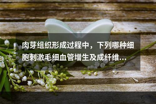 肉芽组织形成过程中，下列哪种细胞刺激毛细血管增生及成纤维细