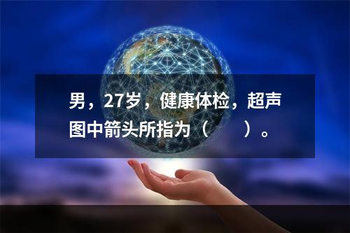 男，27岁，健康体检，超声图中箭头所指为（　　）。