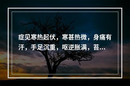 症见寒热起伏，寒甚热微，身痛有汗，手足沉重，呕逆胀满，苔白厚