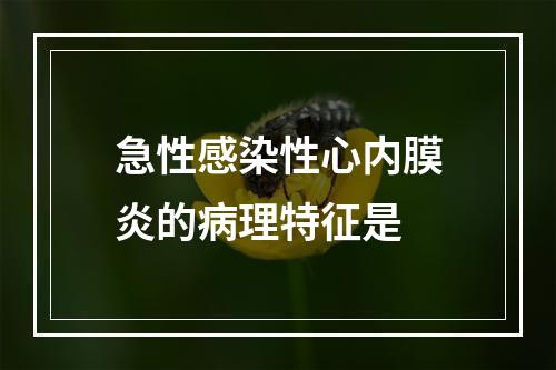 急性感染性心内膜炎的病理特征是