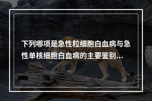 下列哪项是急性粒细胞白血病与急性单核细胞白血病的主要鉴别点？