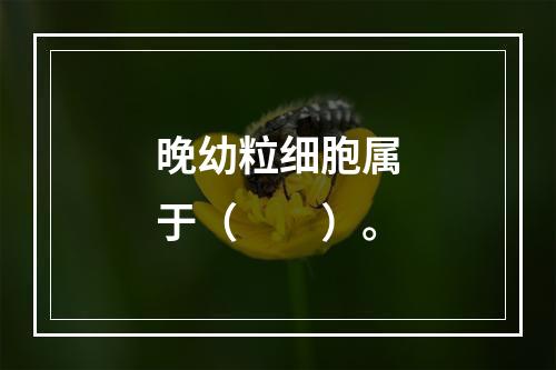 晚幼粒细胞属于（　　）。