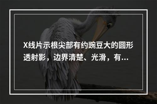 X线片示根尖部有约豌豆大的圆形透射影，边界清楚、光滑，有骨白