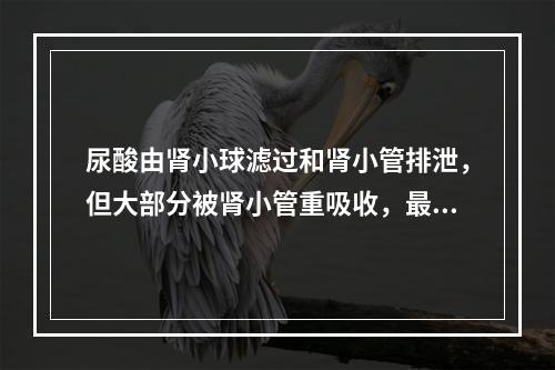 尿酸由肾小球滤过和肾小管排泄，但大部分被肾小管重吸收，最后仅