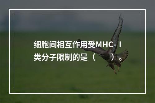 细胞间相互作用受MHC-Ⅰ类分子限制的是（　　）。