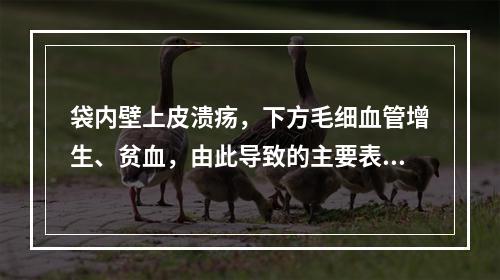 袋内壁上皮溃疡，下方毛细血管增生、贫血，由此导致的主要表现为