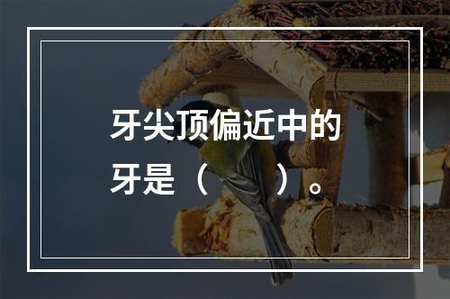 牙尖顶偏近中的牙是（　　）。