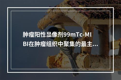 肿瘤阳性显像剂99mTc-MIBI在肿瘤组织中聚集的最主要