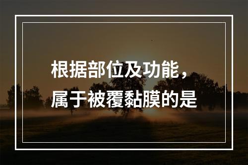 根据部位及功能，属于被覆黏膜的是