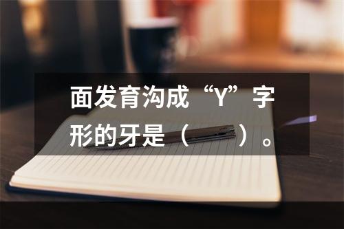 面发育沟成“Y”字形的牙是（　　）。