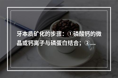 牙本质矿化的步骤：①磷酸钙的微晶或钙离子与磷蛋白结合；②合成