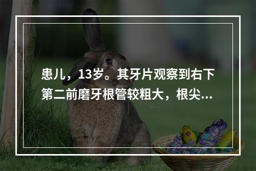 患儿，13岁。其牙片观察到右下第二前磨牙根管较粗大，根尖处有