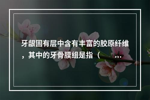 牙龈固有层中含有丰富的胶原纤维，其中的牙骨膜组是指（　　）。