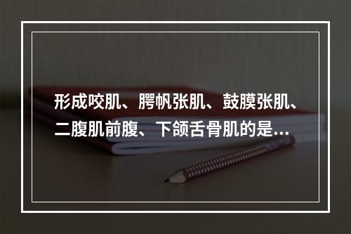 形成咬肌、腭帆张肌、鼓膜张肌、二腹肌前腹、下颌舌骨肌的是（　