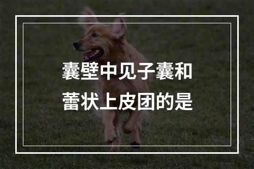 囊壁中见子囊和蕾状上皮团的是