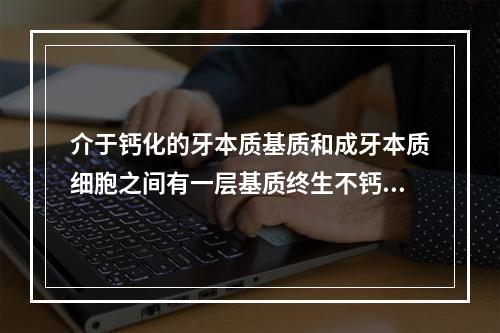 介于钙化的牙本质基质和成牙本质细胞之间有一层基质终生不钙化，