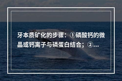 牙本质矿化的步骤：①磷酸钙的微晶或钙离子与磷蛋白结合；②合成