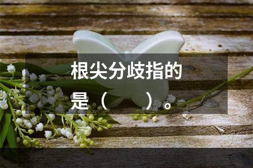 根尖分歧指的是（　　）。