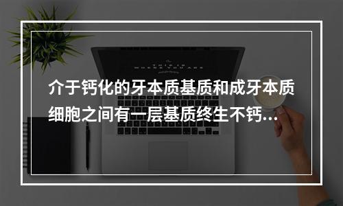 介于钙化的牙本质基质和成牙本质细胞之间有一层基质终生不钙化，