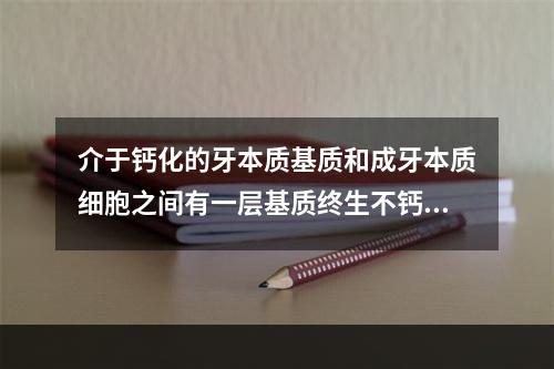 介于钙化的牙本质基质和成牙本质细胞之间有一层基质终生不钙化，