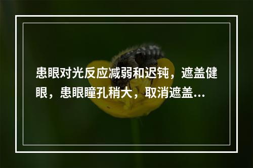 患眼对光反应减弱和迟钝，遮盖健眼，患眼瞳孔稍大，取消遮盖患眼