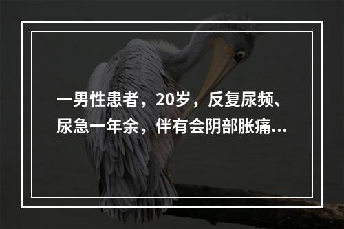 一男性患者，20岁，反复尿频、尿急一年余，伴有会阴部胀痛，饮