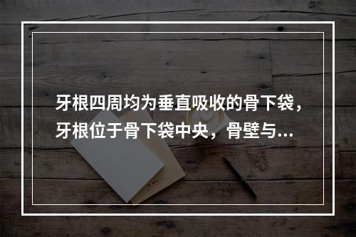 牙根四周均为垂直吸收的骨下袋，牙根位于骨下袋中央，骨壁与牙根