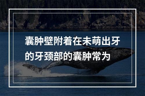 囊肿壁附着在未萌出牙的牙颈部的囊肿常为