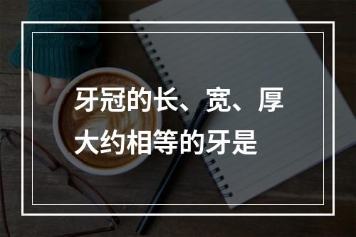 牙冠的长、宽、厚大约相等的牙是