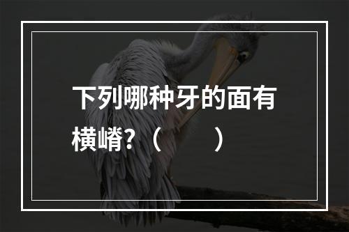 下列哪种牙的面有横嵴?（　　）