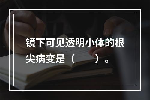 镜下可见透明小体的根尖病变是（　　）。