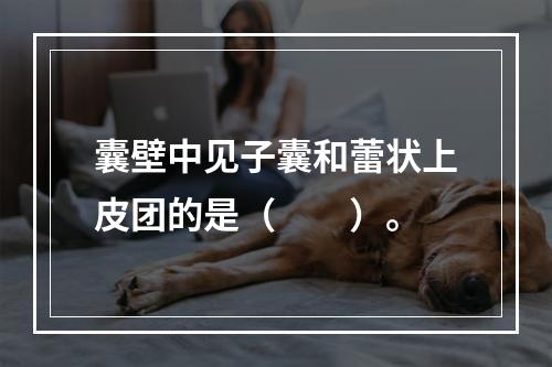 囊壁中见子囊和蕾状上皮团的是（　　）。