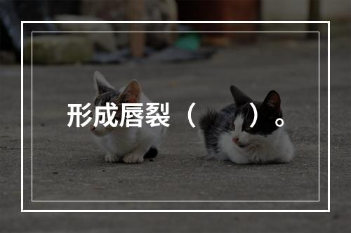 形成唇裂（　　）。