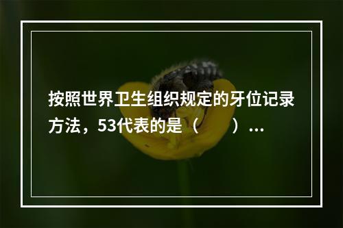 按照世界卫生组织规定的牙位记录方法，53代表的是（　　）。