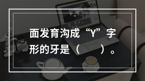 面发育沟成“Y”字形的牙是（　　）。