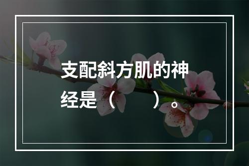 支配斜方肌的神经是（　　）。