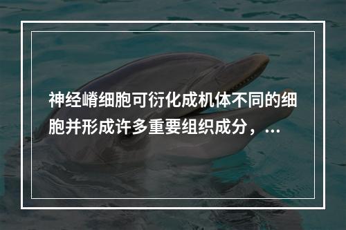 神经嵴细胞可衍化成机体不同的细胞并形成许多重要组织成分，不包