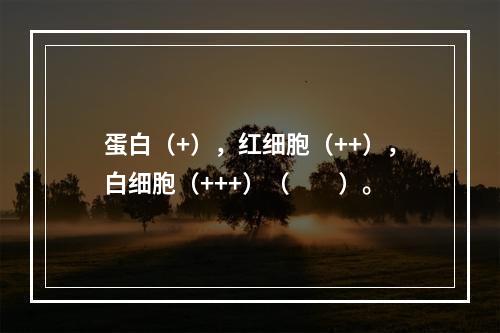 蛋白（+），红细胞（++），白细胞（+++）（　　）。