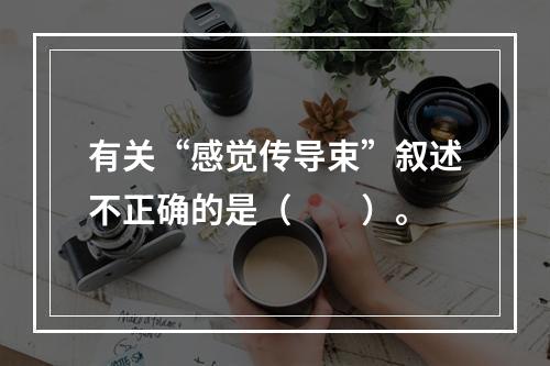 有关“感觉传导束”叙述不正确的是（　　）。