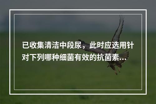 已收集清洁中段尿，此时应选用针对下列哪种细菌有效的抗菌素？（