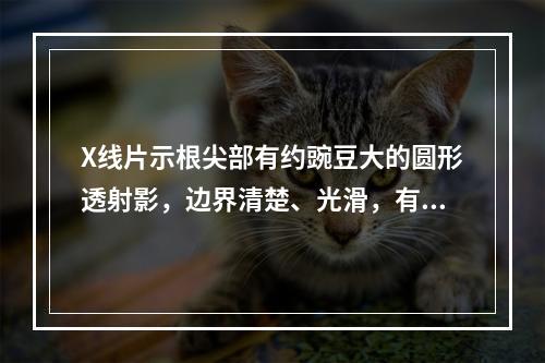 X线片示根尖部有约豌豆大的圆形透射影，边界清楚、光滑，有骨白