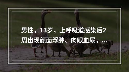 男性，13岁，上呼吸道感染后2周出现颜面浮肿、肉眼血尿，血