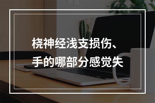 桡神经浅支损伤、手的哪部分感觉失